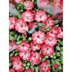 Clavel Solomio Italia Clif 60cm "T20"