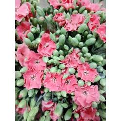 Clavel Solomio Italia Naranja 60cm "T20"