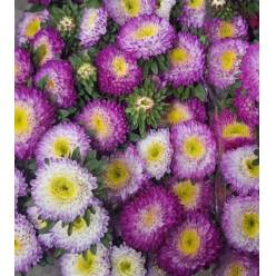 Calistepus Italia Bicolor Pink 70cm "T20"