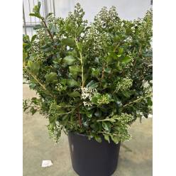 Escalona Italia 70cm 200gr