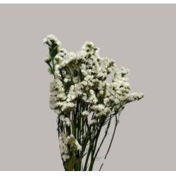 Statice Preservado Blanco 65cm 80g