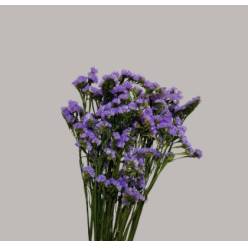 Statice Preservado Malva 65cm 80g