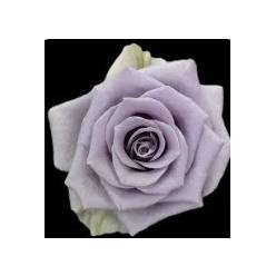 Rosa Ecu. Shocking Blue 60cm