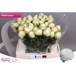 Peonia Hol. Puffed Cotton 55cm "AAA"