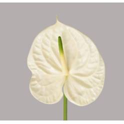 Anthurium Hol. Graciosa Bl. �15  "CC10" (7 Dias - 2�)