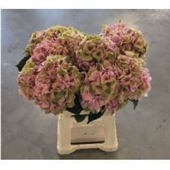 Hortensia Hol. Roy. Palace Classic 60cm �18/20