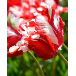 Tulipan Hol. Pa Rijnveld 40cm Bic.