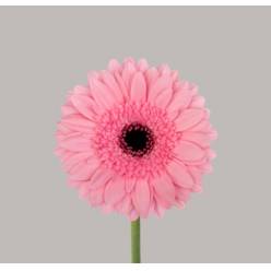 Gerbera Mini Hol. Maeve "T20"