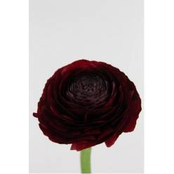 Ranunculos Hol. Aazur Bordeaux 40cm 35gr