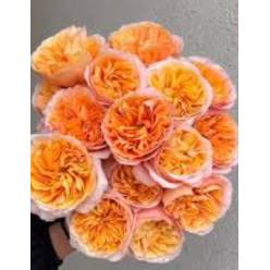 Rosa Ecu. Juicy Xpression 50cm