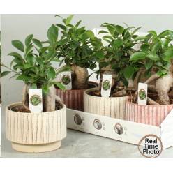 P. Bonsai Fic Mi Ginseng 17/30cm x4 -M.Ceramica-