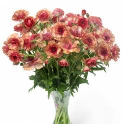 Ranunculos Hol. Butterfly Musa 40cm 50gr "T10"