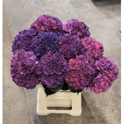Hortensia Hol. Rubyred Purple 60cm �16/18