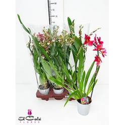 P. Orquidea Cambria Grp Mixta 12/60cm x6 1T