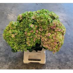 Hortensia Hol. Amethyst 65cm �20/22 Bic.