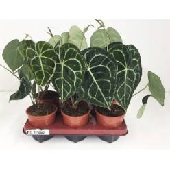 P. Anthurium Clarinervium 12/35cm x6