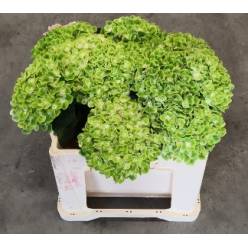 Hortensia Hol. Mag. Gre Cloud 50cm �16/18