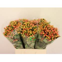 Hypericum Hol. Mag Peach 60cm "T25"