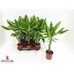 P. Dracena Frag Gold Coast 11/40cm x8