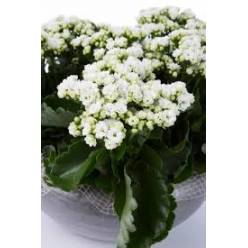 P. Kalanchoe B Ge Perf White 10.5/24cm"CC10"