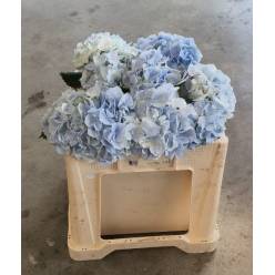 Hortensia Hol. Verena Azul 50cm �16/18 (7 Dias - 2�)