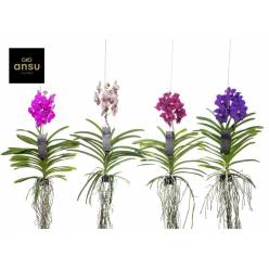 P. Vanda Hybriden Mix M 13/40cm x8