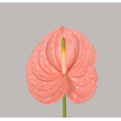 Anthurium Hol. Kuduro �15  "CC10"
