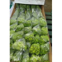 Hortensia Petite Dark Green Matcha 60cm �15