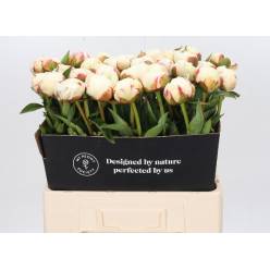 Peonia Hol. L. Snow Mountain 60cm "AA"