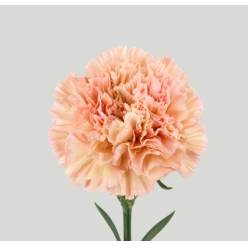 Clavel Col. Fancy Capricho
