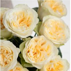 Rosa Ecu. Buttercup 40cm