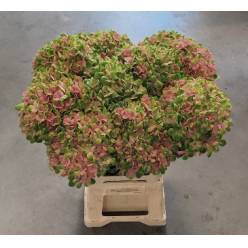 Hortensia Hol. Magic Coral 65cm �18/20 Bic.