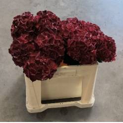 Hortensia Hol. Mag. Dark Ruby 50cm �15/17
