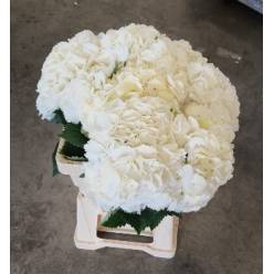 Hortensia Hol. Royal Princess 60cm �20/22