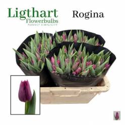 Tulipan Hol. Rogina 40cm Mor.