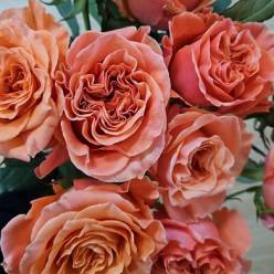 Rosa Hol. Charming Reeva 50cm