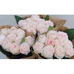 Rosa Hol. Sunderland 50cm