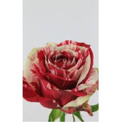 Rosa Hol. Harlekin 50cm A2 "T20"