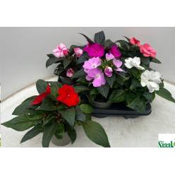 P. Impatiens Ng Mixto 6KL 13/25cm "CC6"