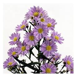 Aster Hol. Cassandra 75cm 30gr "T25"