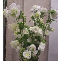Campanula Hol. M Kilimanjaro 80cm