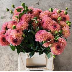 Dalia Hol. Overig Salmon 45cm "CC40"