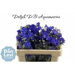 Delphinium D Bijou Aquam 40cm "T20"