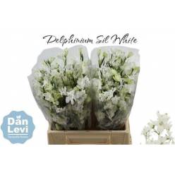 Delphinium En Morpho Sil White 50cm "T20"