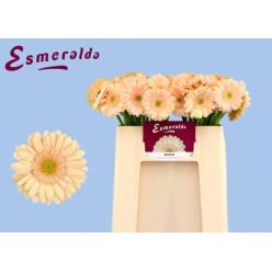 Gerbera Mini Hol. Miami "T20"