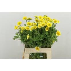 Flores Nuevas 65cm