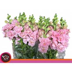 Antirrhinum Hol. Madame Butterfly Pink