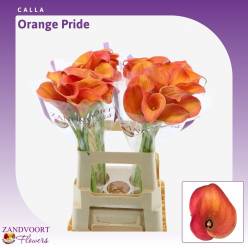Calla Orange Pride 60cm