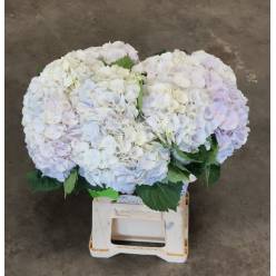Hortensia Hol. My Beautiful Matcha 60cm �20/22