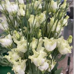 Lisiantus Nac. Rizado Botanic Blanco 70cm